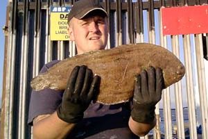 dover sole 300.jpg